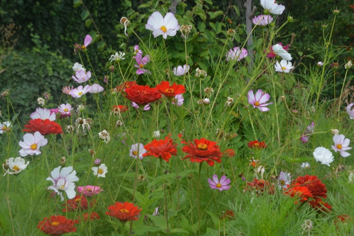 wildflowers in a street garden